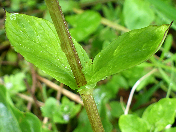 Opposite leaves