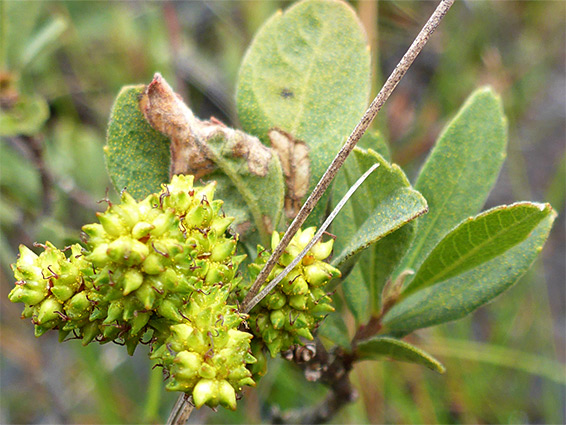 Bog myrtle (myrica gale), Matley Bog, New Forest, Hampshire