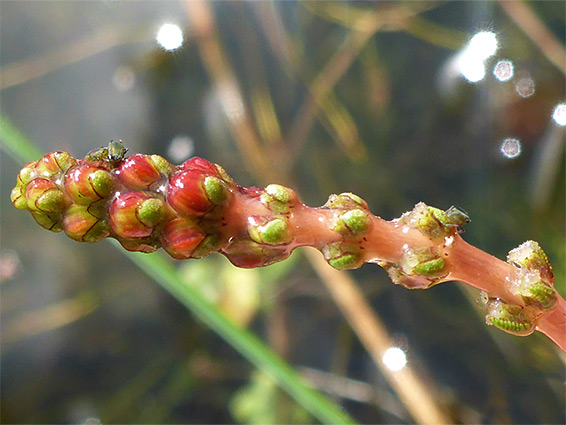 Spiked water-millfoil (myriophyllum spicatum), Puxton Moor, Somerset