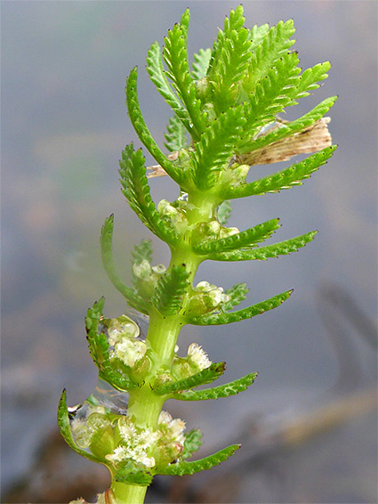 Whorled water-milfoil (myriophyllum verticillatum), Clapton Moor, Somerset