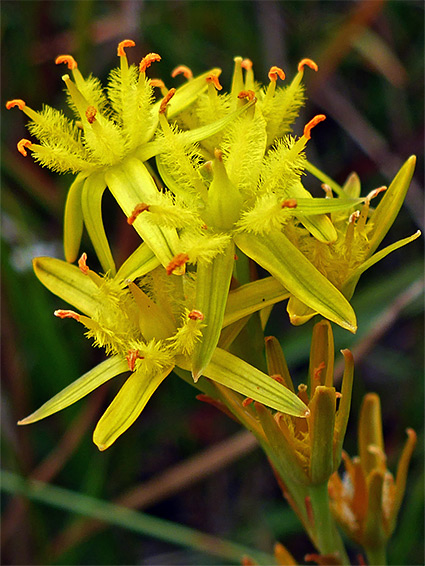 Bog asphodel (narthecium ossifragum), Yarty Moor, Somerset