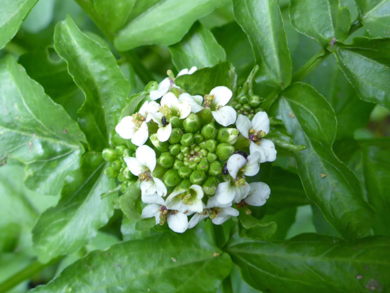 Nasturtium officinale (watercress), Silent Valley, Blaenau Gwent