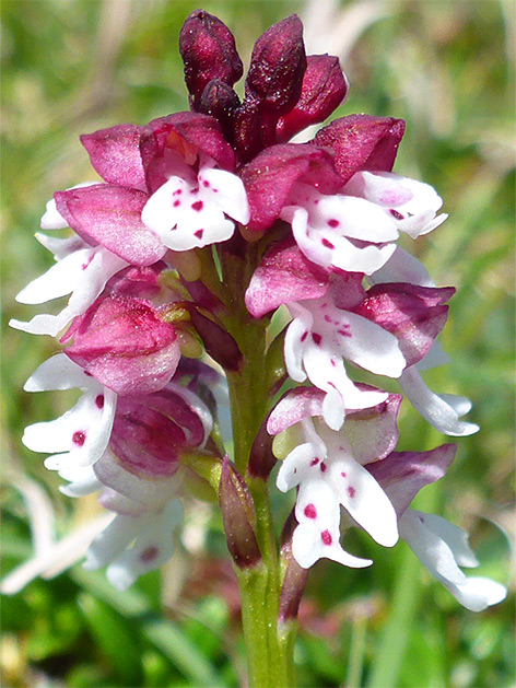Burnt-tip orchid (neotinea ustulata), Pewsey Downs, Wiltshire