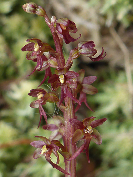 Neottia cordata (lesser twayblade), Dunkery Beacon, Somerset