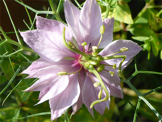 Nigella damascena (love-in-a-mist), Stoke Gifford, Bristol