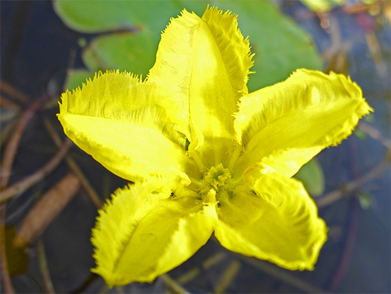 Nymphoides peltata (fringed water-lily), Stoke Gifford, South Gloucestershire