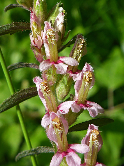 Red bartsia (odontites vernus), Purn Hill, Somerset