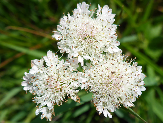 Tubular water dropwort