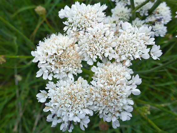 Corky-fruit water dropwort (oenanthe pimpinelloides), Stoke Gifford, Gloucestershire