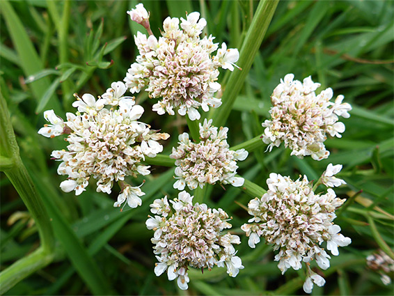Oenanthe silaifolia (narrow-leaved water-dropwort), Lugg Meadows, Herefordshire