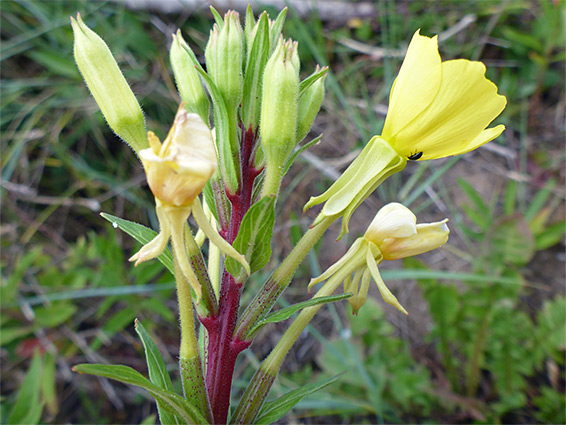 Purple-red upper stem