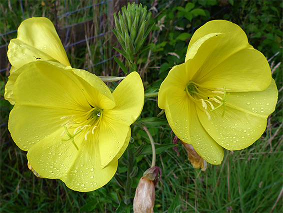 Oenothera glazioviana (large-flowered evening-primrose), Talley, Carmarthenshire