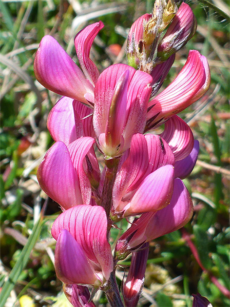 Onobrychis viciifolia (common sainfoin), Pewsey Downs, Wiltshire