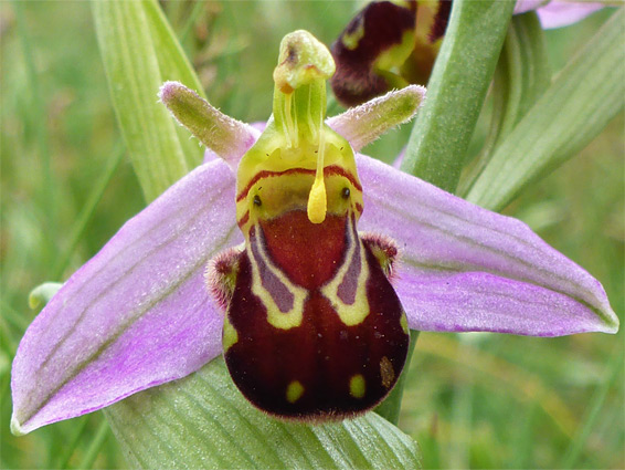 Bee orchid (ophrys apifera), Berrow Dunes, Somerset