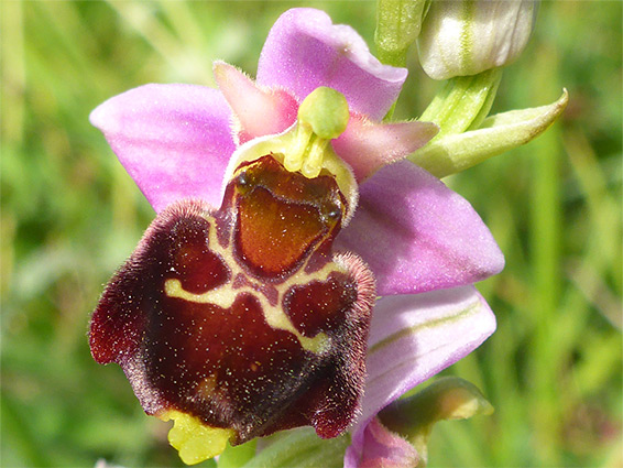 Late spider orchid (ophrys fuciflora), Wye National Nature Reserve, Kent