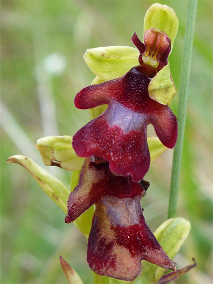 Ophrys insectifera (fly orchid), Selsley Common, Goucestershire