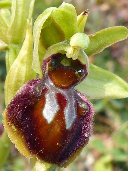 Early spider orchid (ophrys sphegodes), Townsend Nature Reserve, Dorset