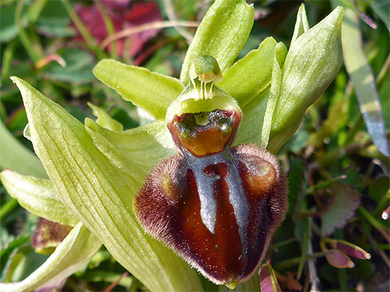 Early spider orchid flower