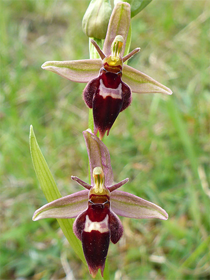 Ophrys x pietzschii (fly-bee hybrid orchid), Selsley Common, Gloucestershire
