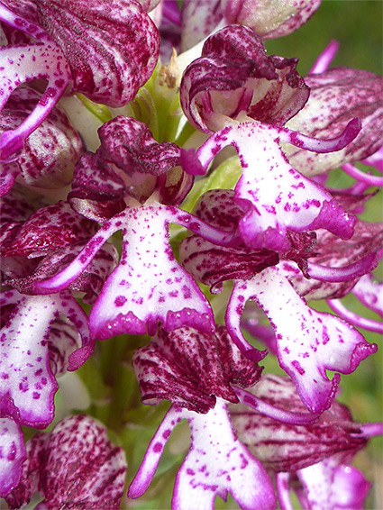 Lady orchid (orchis purpurea), Hartslock Nature Reserve, Oxfordshire
