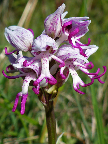 Monkey orchid (orchis simia), Hartslock Nature Reserve, Oxfordshire