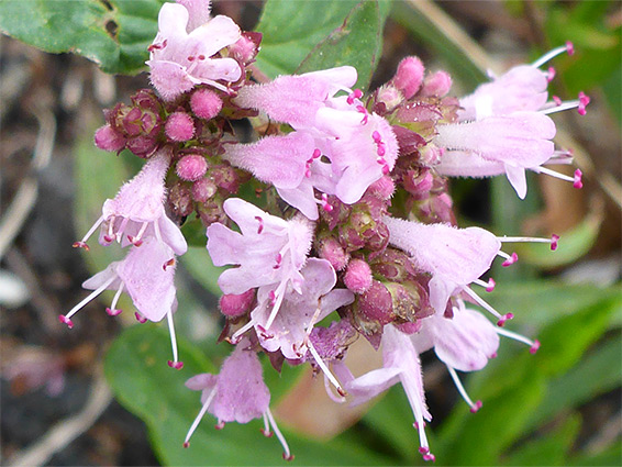 Origanum vulgare (oregano), Shirehampton Cliff, Bristol