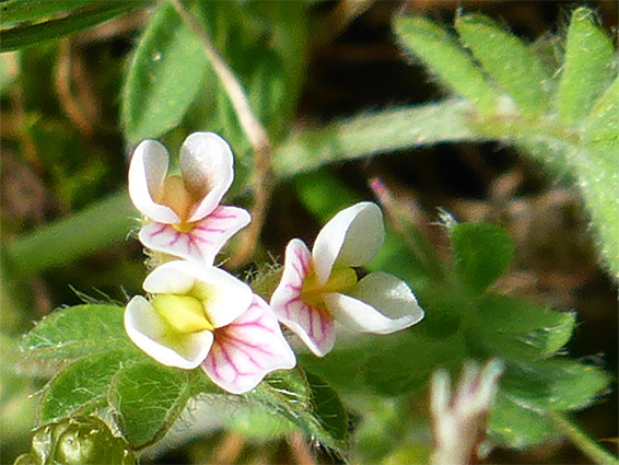 Ornithopus perpusillus (bird's-foot), Ibsley Common, New Forest, Hampshire