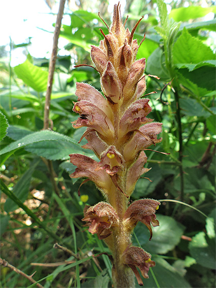 Orobanche rapum-genistae (greater broomrape), Ibsley Common, New Forest, Hampshire