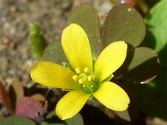 Least yellow-sorrel (oxalis exilis), Stoke Gifford, Gloucestershire