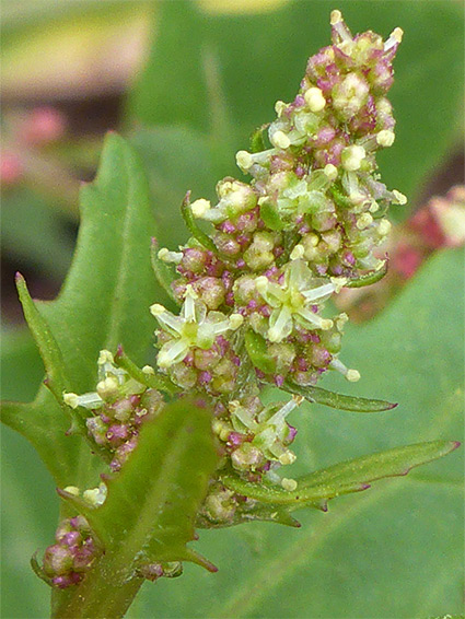 Oxybasis rubra (red goosefoot), Pilning Wetlands, Gloucestershire