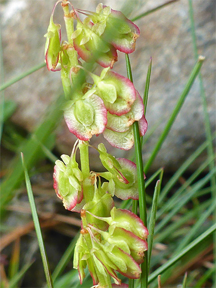 Alpine sorrel (oxyria digyna), Cwm Idwal, Gwynedd