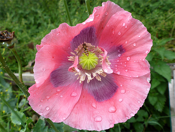 Papaver somniferum (opium poppy), Goldcliff, Newport