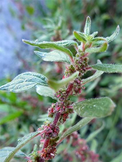 Parietaria judaica (pellitory of the wall), Morthoe, Devon