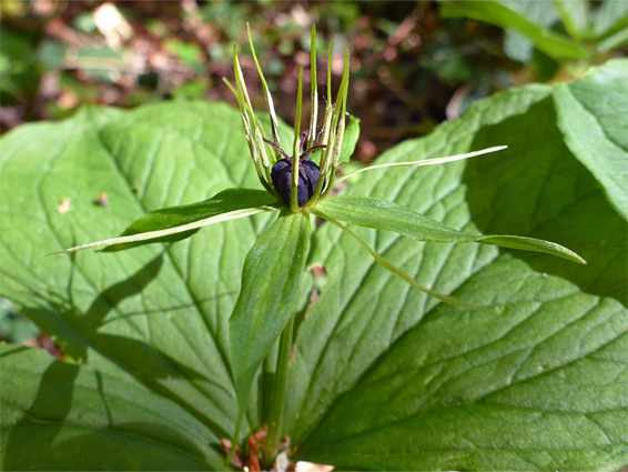 Herb paris (paris quadrifolia), Lippets Grove, Gloucestershire