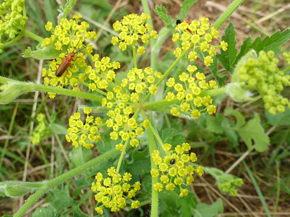 Pastinaca sativa (wild parsnip), Kilve, Somerset