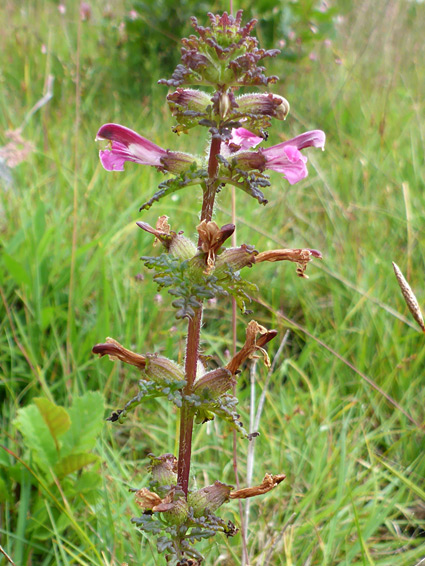 Marsh lousewort (pedicularis palustris), Cwm Cadlan, Powys