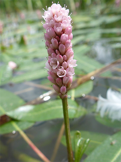 Water smartweed (persicaria amphibia), Stoke Park, Bristol