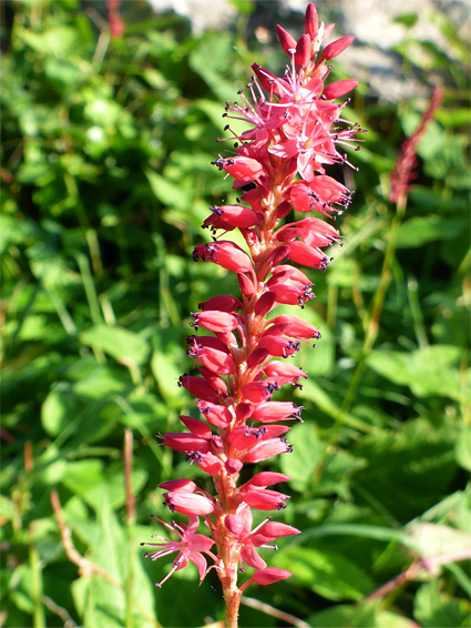 Persicaria amplexicaulis (red bistort), Burrington Combe, Somerset