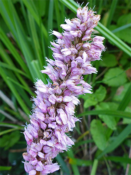 Common bistort (persicaria bistorta), Smallbrook Meadows, Wiltshire