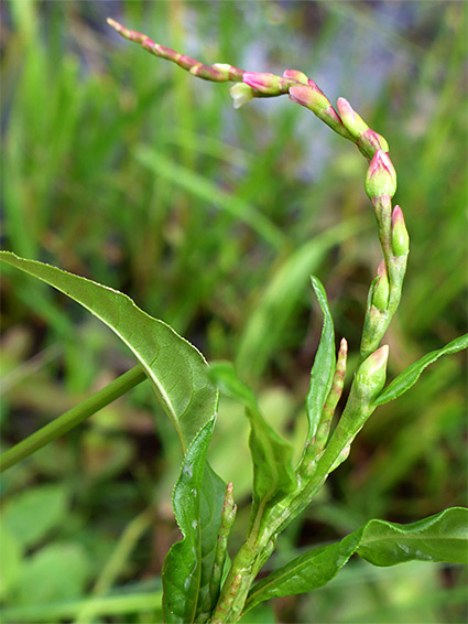 Water pepper (persicaria hydropiper), Dames Slough, New Forest, Hampshire