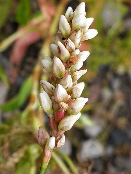 Persicaria lapathifolia (pale persicaria), Shapwick Heath, Somerset
