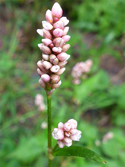 Persicaria maculosa (redshank), Cwm Serre, Powys