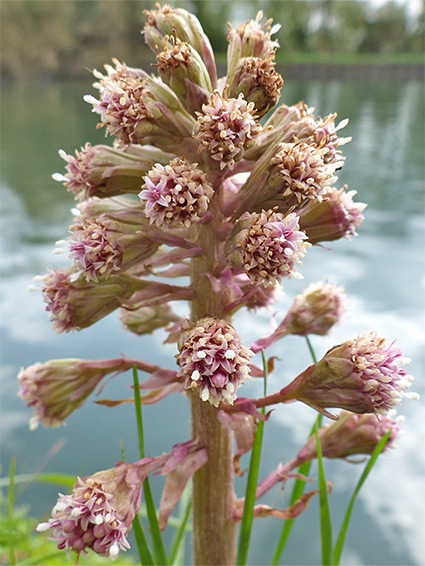 Petasites hybridus (butterbur), Frampton-on-Severn, Gloucestershire