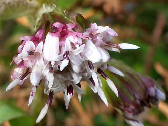 Winter heliotrope, petasites pyrenaicus, St James Church, Gloucestershire