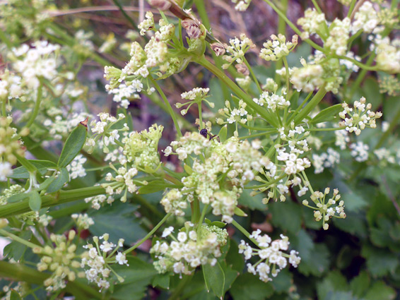 Garden parsley (petroselinum crispum), Kilve, Somerset