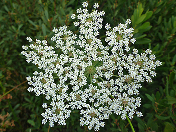 Peucedanum palustre (milk parsley), Shapwick Heath, Somerset