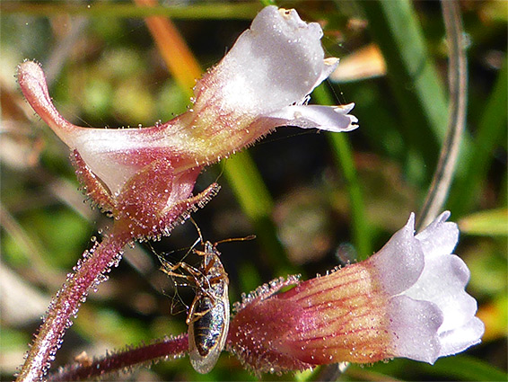 Two flowers - pinguicula lusitanica (pale butterwort), Brimley Hill Mire, Somerset