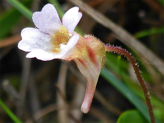 Pale butterwort