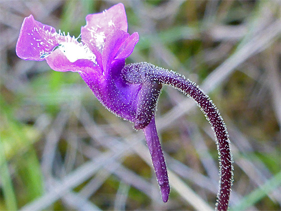 Pinguicula vulgaris (common butterwort), Llyn Teifi, Ceredigion