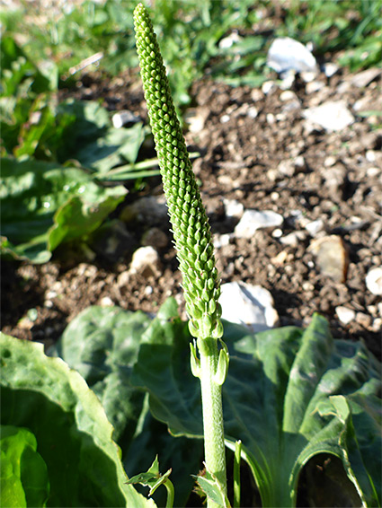 Broadleaf plantain (plantago major), Prescombe Down, Wiltshire